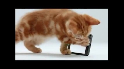 Коте си играе със Samsung Infuse 4gb