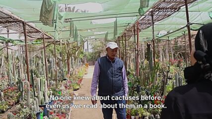 Inside one of the world's biggest cactus farms