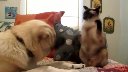 Боксов мач между котка и куче