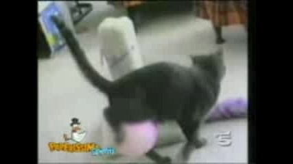 Crazy Cat 3