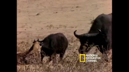 National Geographic - Хиени по време на Лов 