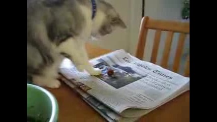 Котка си играе с череши