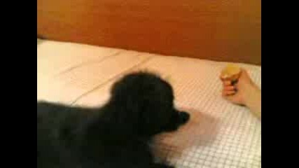 Sara s limona