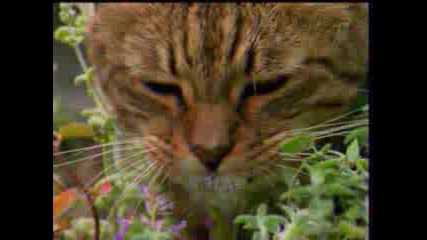 Котки Се Дрогират