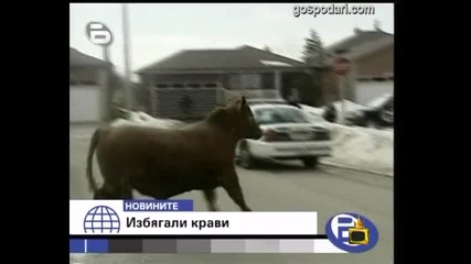 Крави бегълки