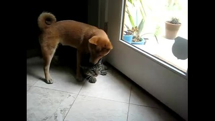 Куче и коте си играят