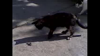 Kote & Zmii4e.3gp