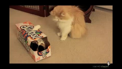 Игриви Котки