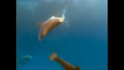 Dolphin bottlenose aggressive