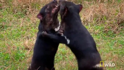 Две тасманийски дяволчета участват в жестока битка за храна.