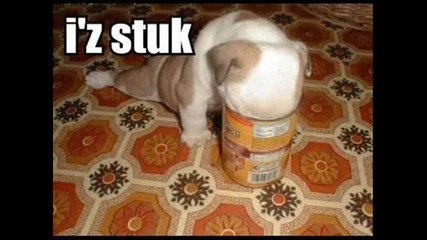 very funny dogs 
