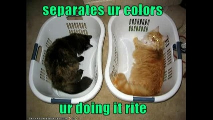 Very Funny Cats..flv