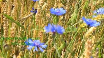 Ukrainian Chanson Кращi Украiнськi Пiснi
