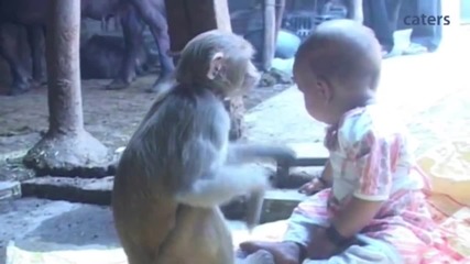 Приятелство между бебе и маймунка