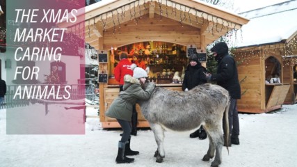 Austria’s animal sanctuary Christmas market XMAS22