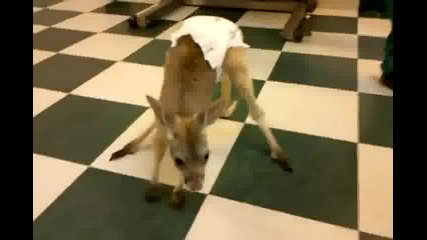 Сладко бебе кенгуру се учи да върви и се пързаля .