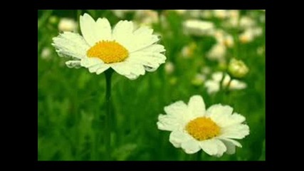doni-horovodna