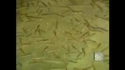 Изкуственно развъждане на риба