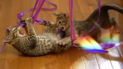 Сладки животинчета!