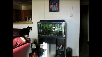 Cat vs Aquarium