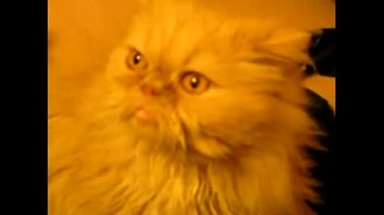 talking persian cat 