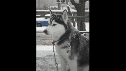my dog Fiuri