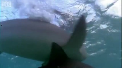 Bull Sharks - Smart Sharks - Bbc Earth 