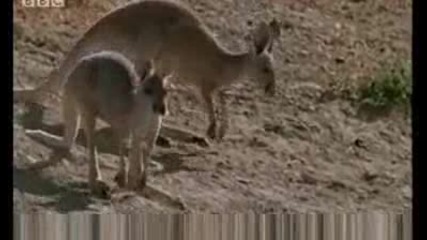 Kangaroos hopping to water - Bbc Wildlife