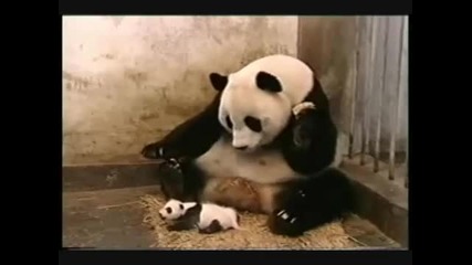 panda kiha