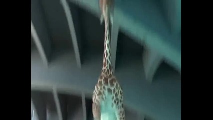Жирафи тренират скокове във вода
