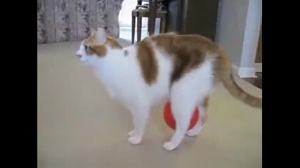 Наелектрезирана котка - Смях