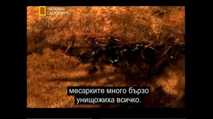Is it real? - Чупакабра - National Geographic + Bg subs част 2/2