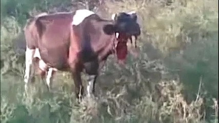 +18 - Крава без глава