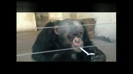 Маймуна пуши две цигари наведнъж