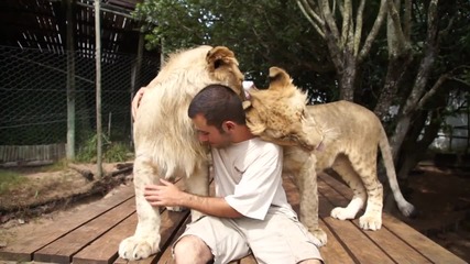 Любов между човек и лъвове...