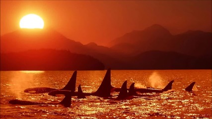 T R A N C E - Avenger - Orca ( Daniel Rodd Instrumental Mix )