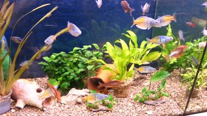 Rainbow риби