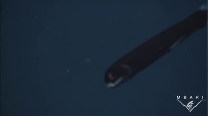 красивите обитатели на морето