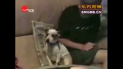 Най-смешните кучета в света *смях*