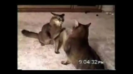 Забавни котешки моменти
