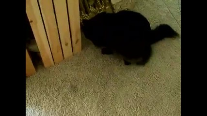Много сладка котка си играе