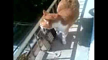 Прилепчо /на Брат Ми Котарака/