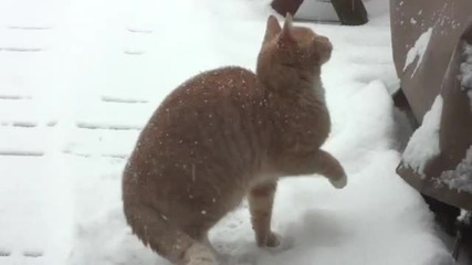Котка яде снежинки