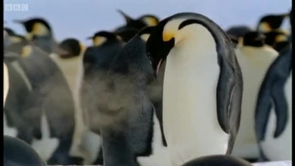 императорските пингвини :) 