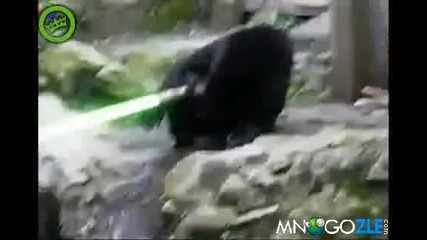 Джедай на четири лапи 