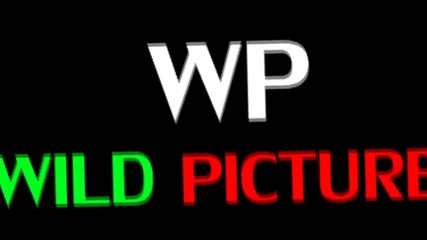 Wild Pictures New Intro 2013