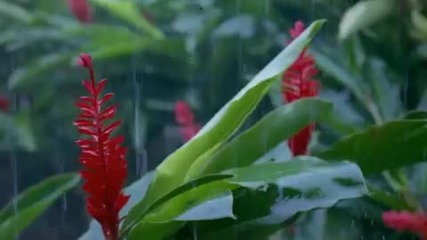 Nature - Relax your Mind Session 1