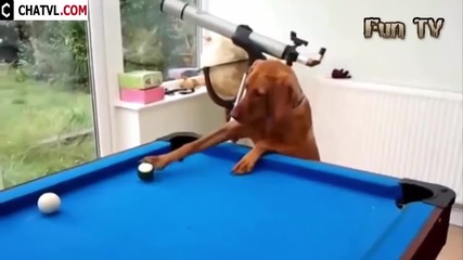 Компилация Смях ! Funny Animal Best compilation 2015