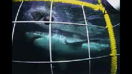 Shark dive! Megalodon! 