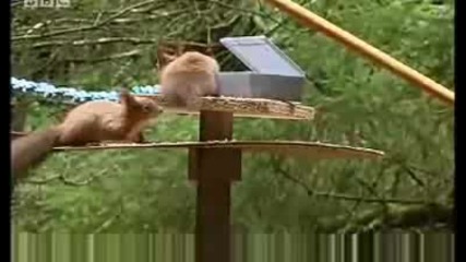 Red Squirrel extreme assault course - Clever Critters - Bbc Animals